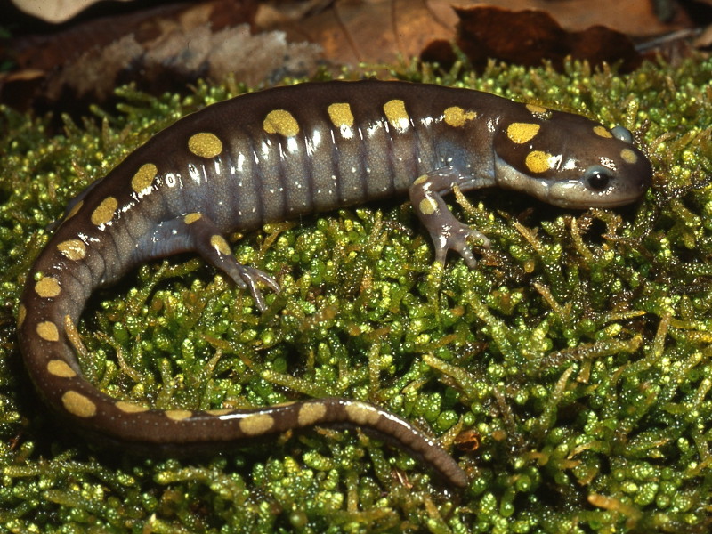 Spotted salamander adult. Credit: Jack Ray